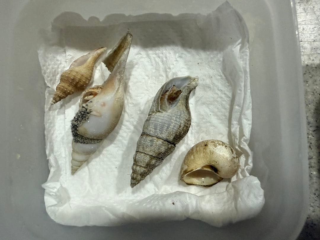 貝　まとめ売り