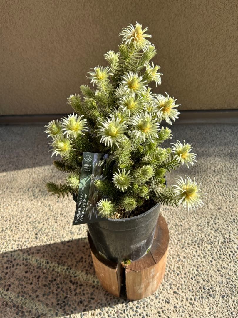 フィリカプベッセンスワフトフェザー7号①