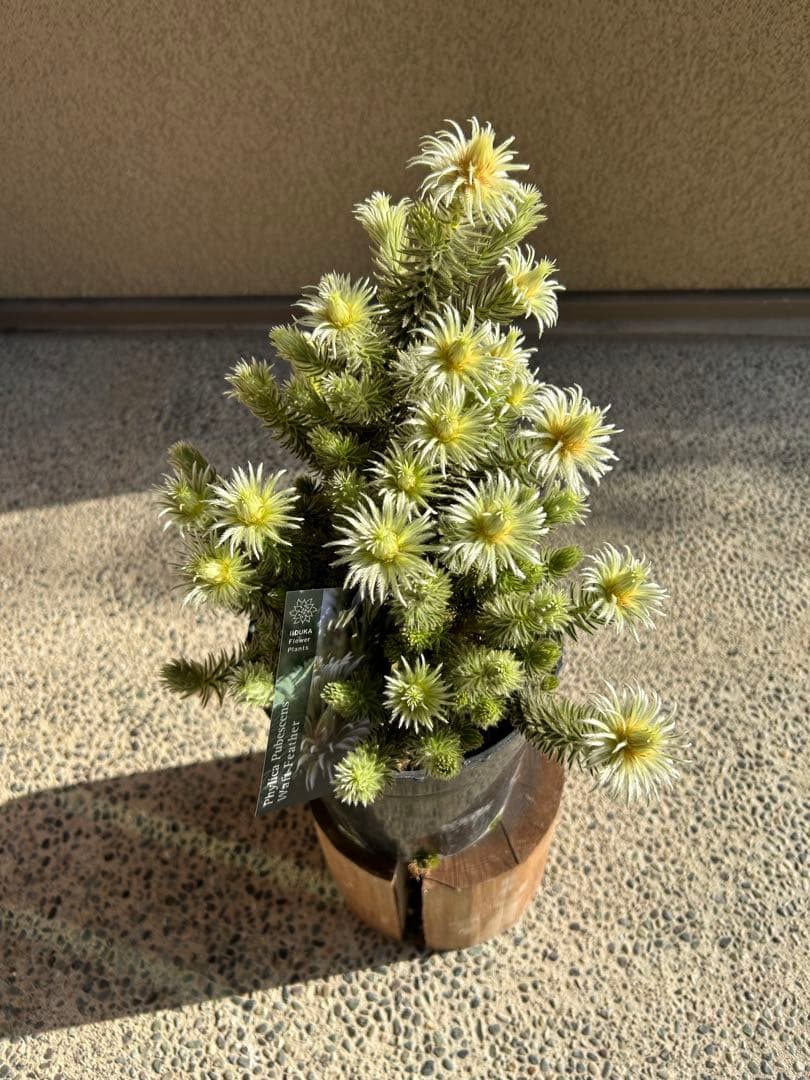 フィリカプベッセンスワフトフェザー7号①