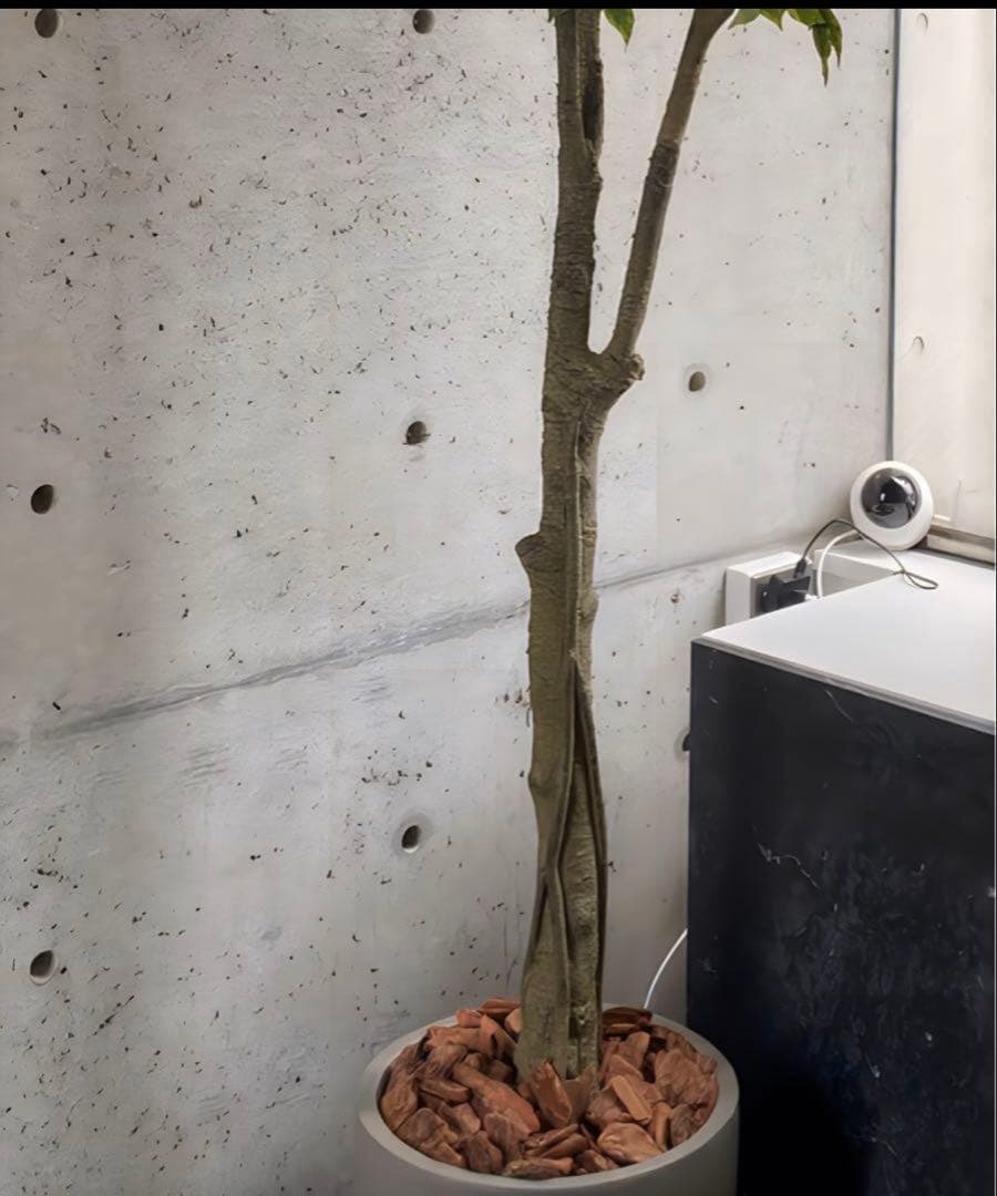 光触媒　人工観葉植物　ウォールグリーン　フェイクグリーン　ベンジャミン240