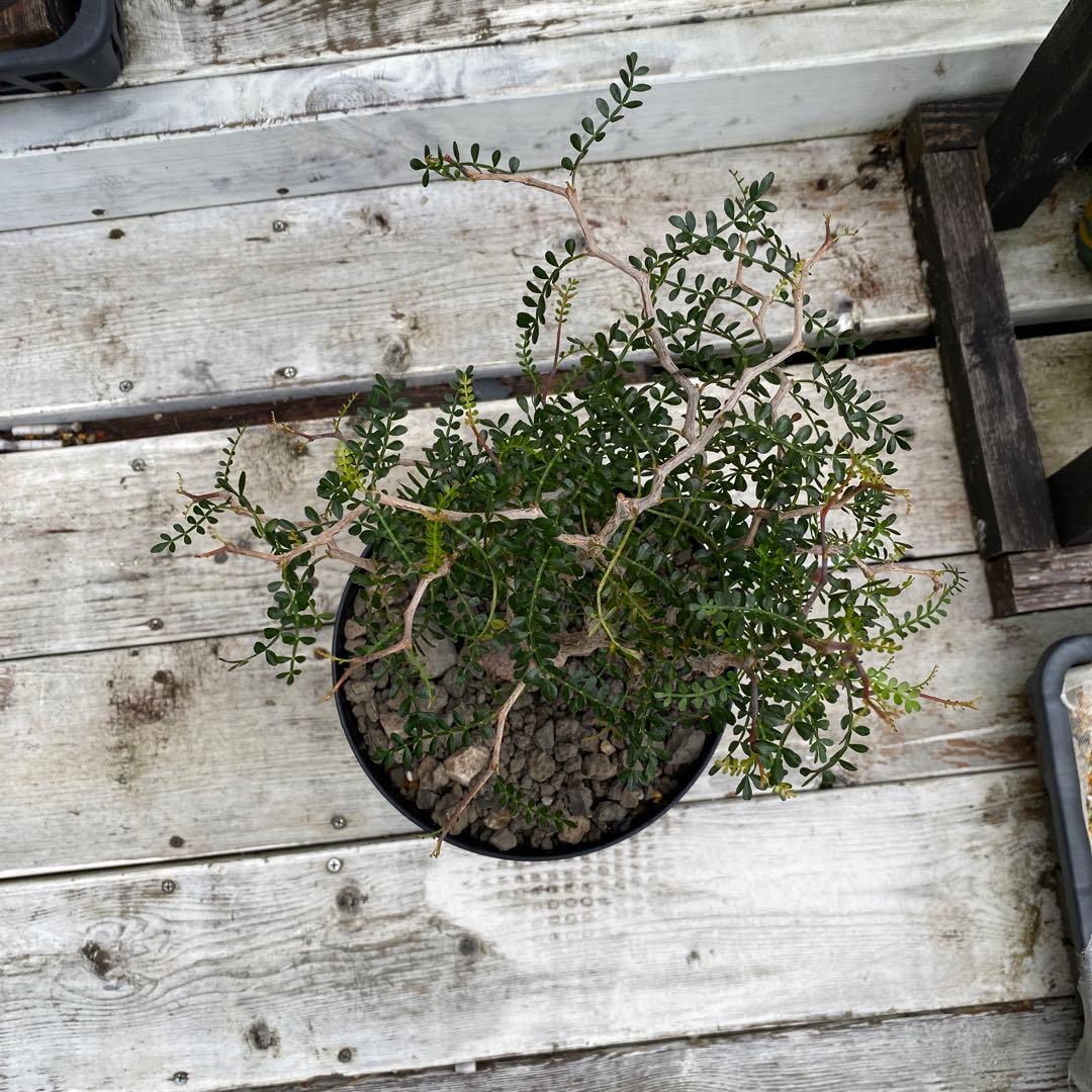 オペルクリカリア　パキプス