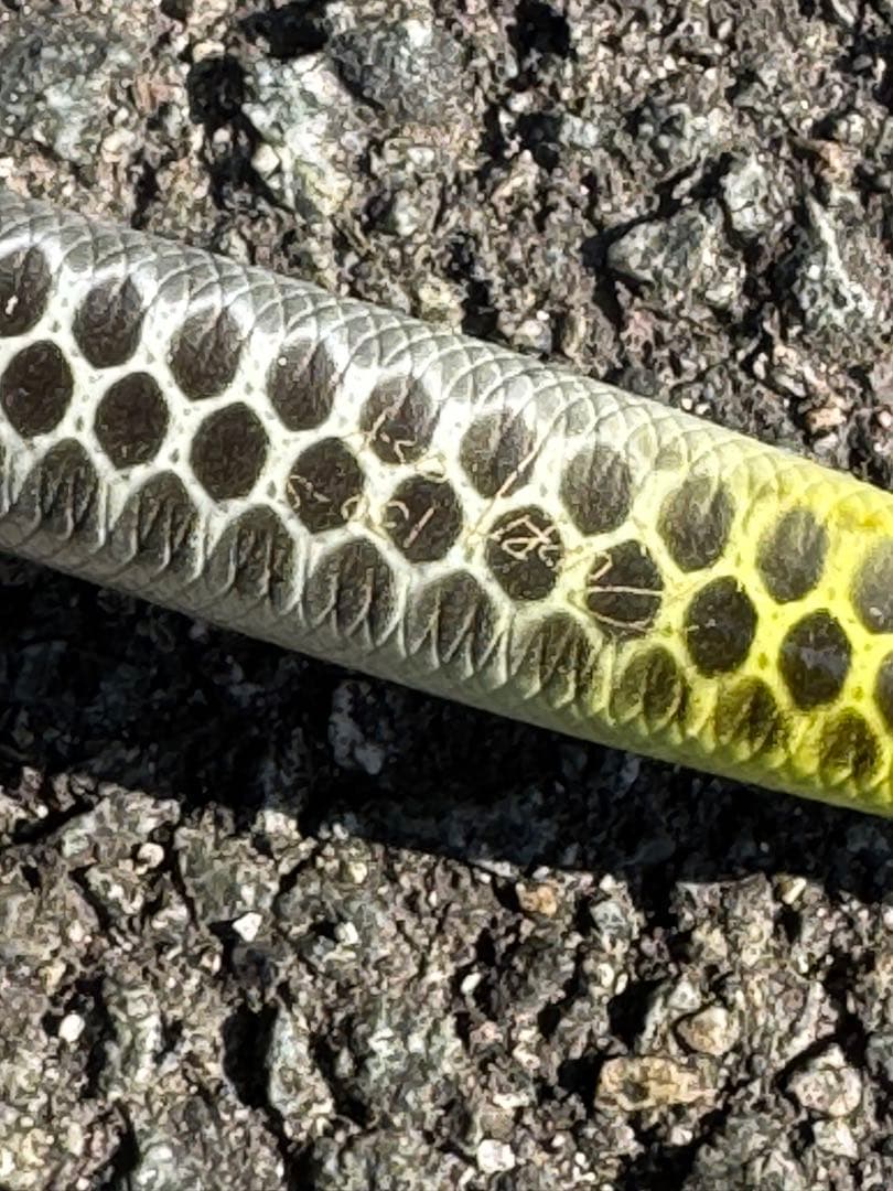 メガバス　x80マグナム OSP ルドラ130？