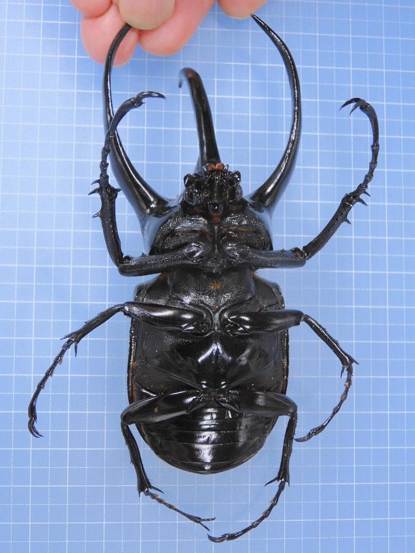 標本 Frrom Vietnam CCB 122mmX42mm