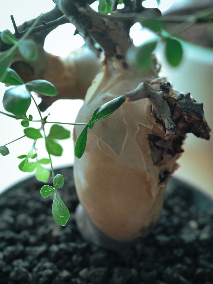 コミフォラ　カタフ　ピュア(ソマリア) 現地株　発根済