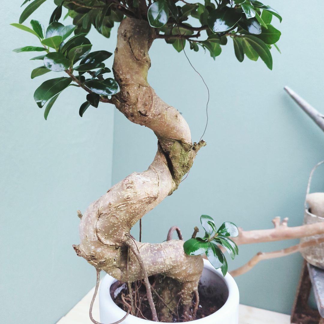 縁起物 曲がりガジュマル 昇り龍 (現品) 曲線 陶器 白ポット ７号