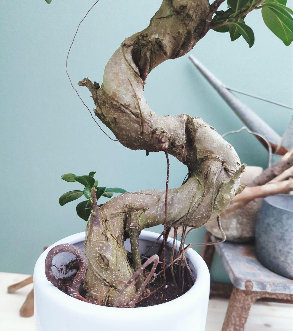 縁起物 曲がりガジュマル 昇り龍 (現品) 曲線 陶器 白ポット ７号