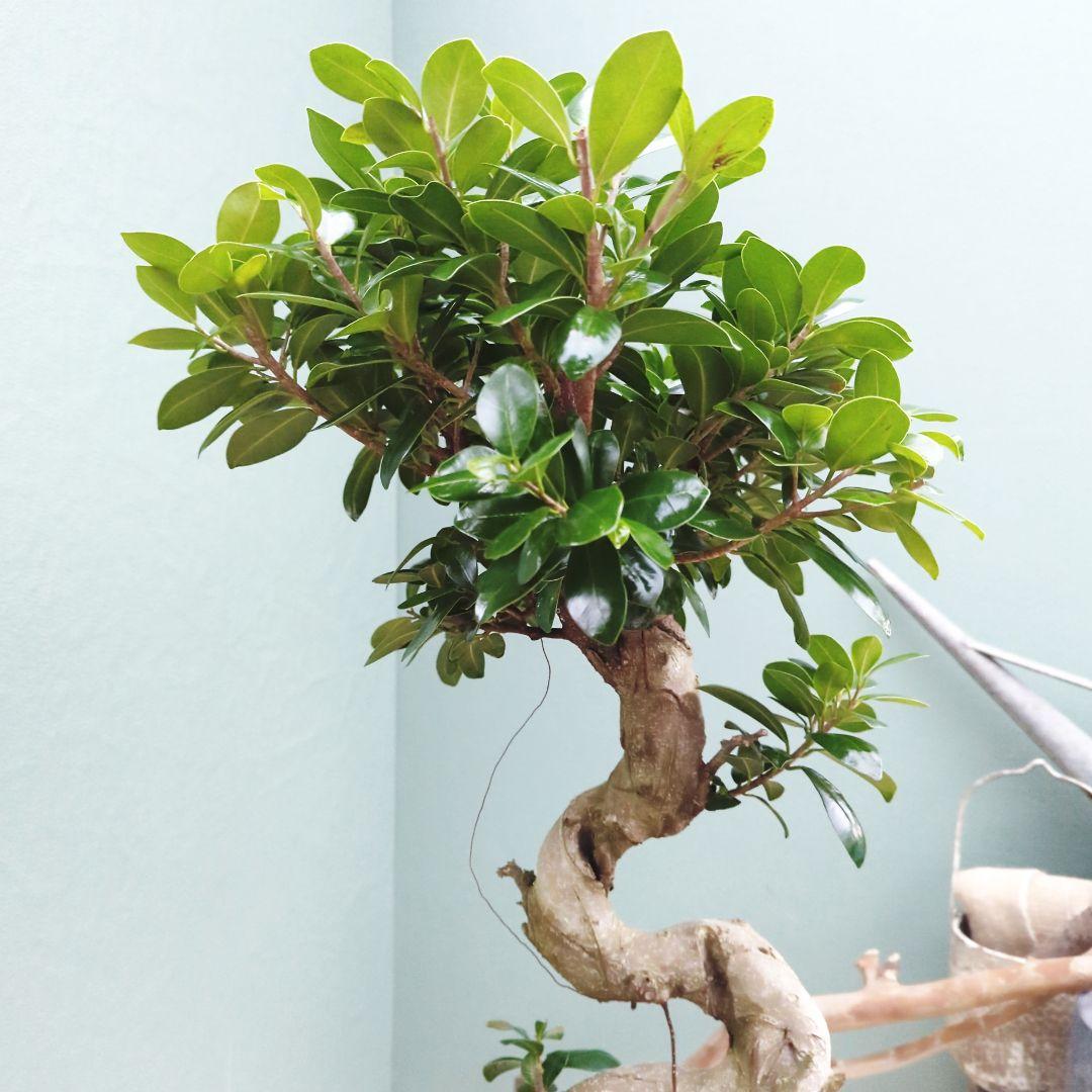 縁起物 曲がりガジュマル 昇り龍 (現品) 曲線 陶器 白ポット ７号