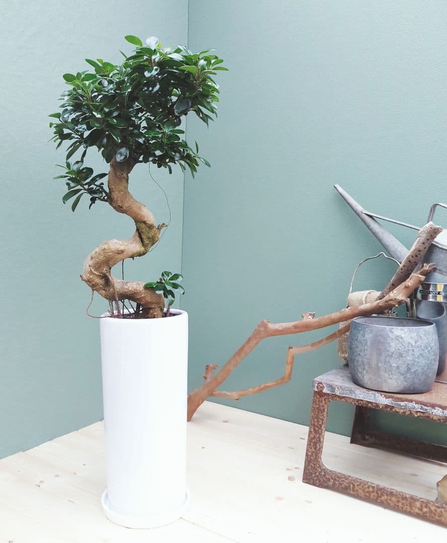 縁起物 曲がりガジュマル 昇り龍 (現品) 曲線 陶器 白ポット ７号