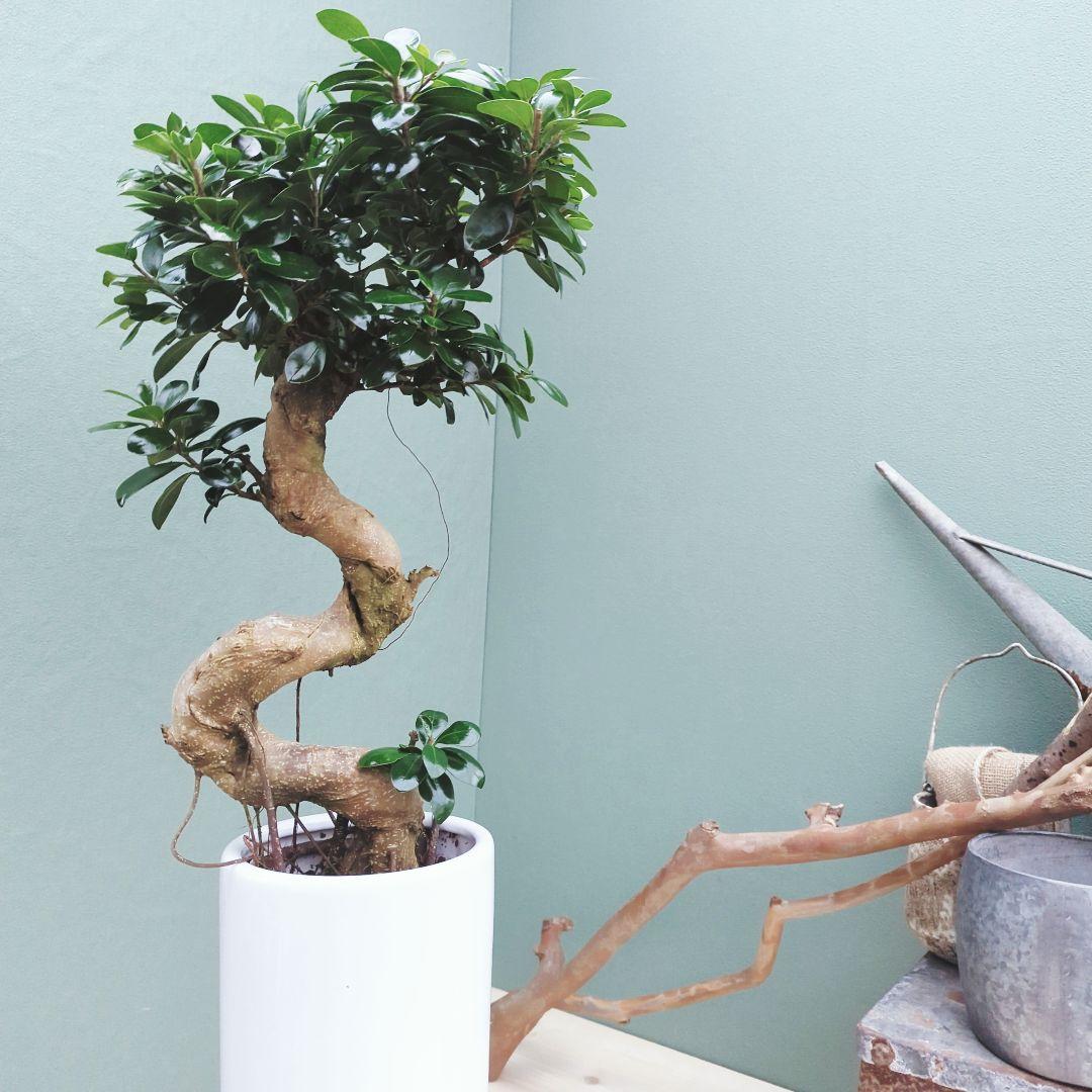 縁起物 曲がりガジュマル 昇り龍 (現品) 曲線 陶器 白ポット ７号