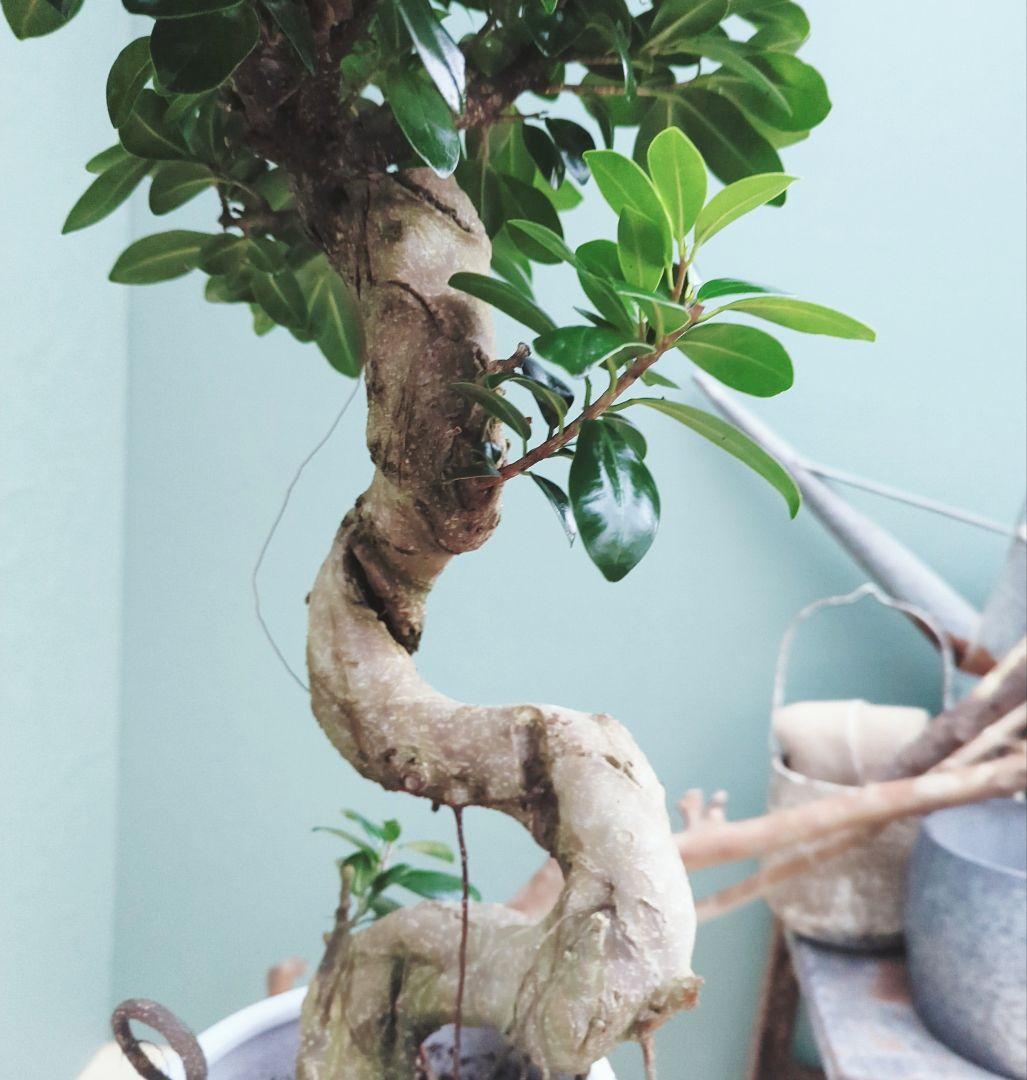 縁起物 曲がりガジュマル 昇り龍 (現品) 曲線 陶器 白ポット ７号