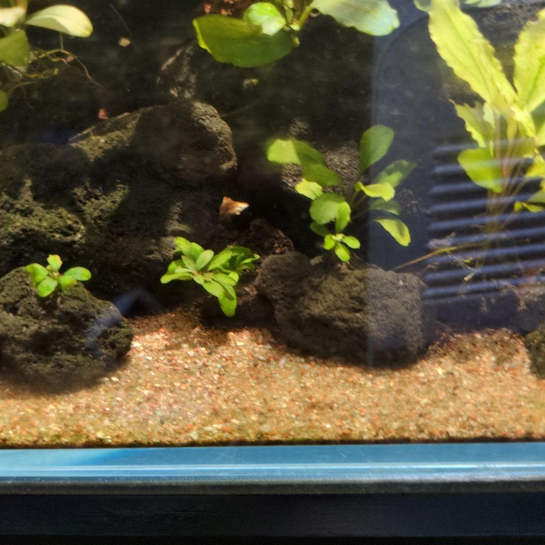 ブセファランドラ　写真のものすべて　水中葉　引退出品