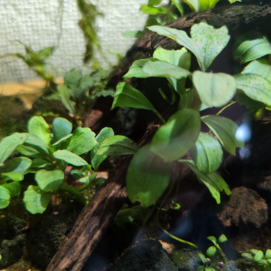 ブセファランドラ　写真のものすべて　水中葉　引退出品