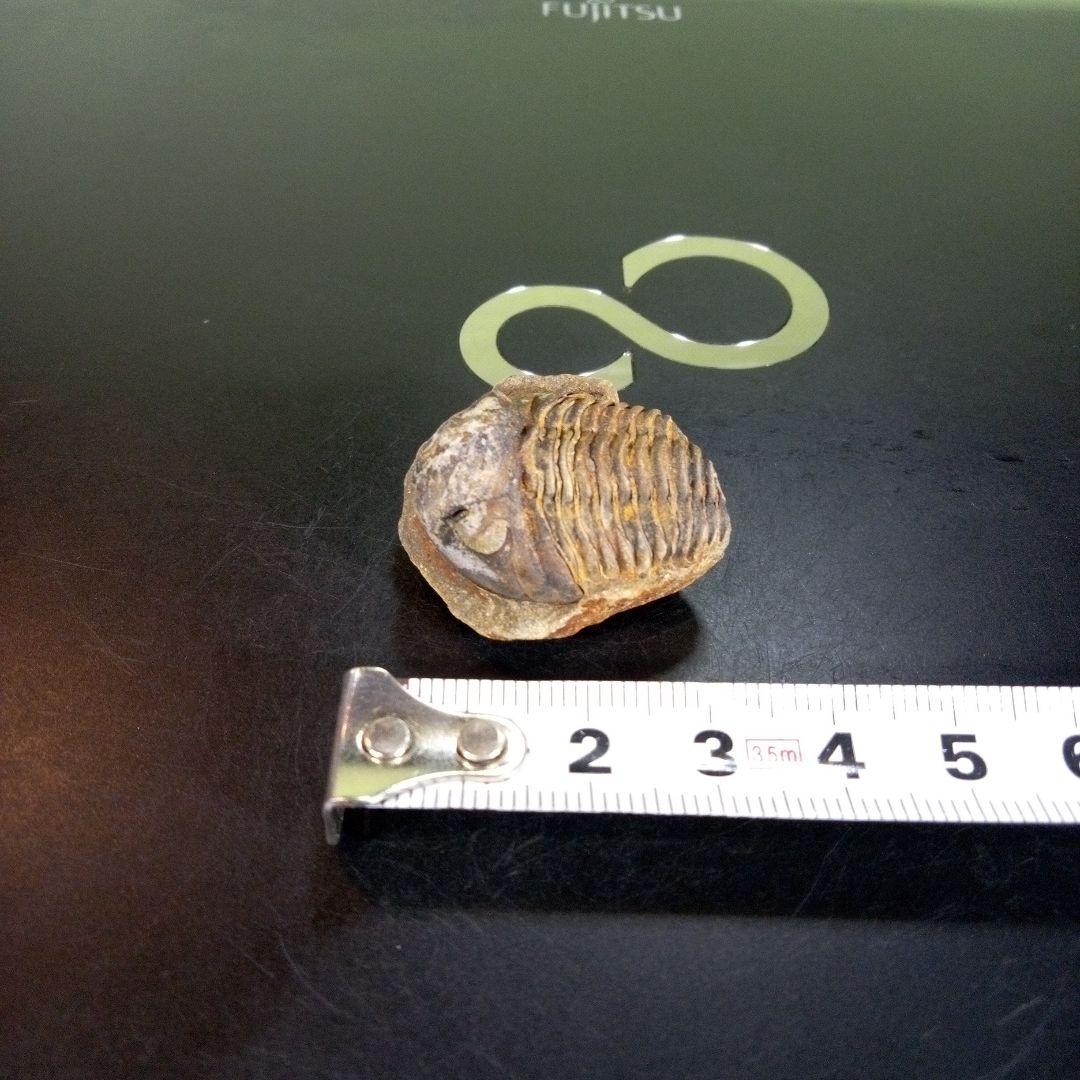 三葉虫　化石　fossil　ボリビア産　trilobite　南アメリカ化石郡⑦