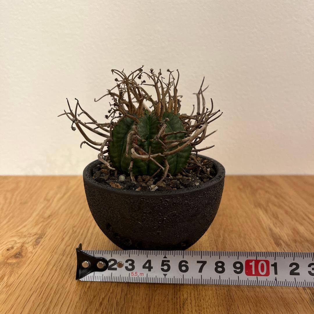 ユーフォルビア　スーパーバリダ　有名店購入　超良型