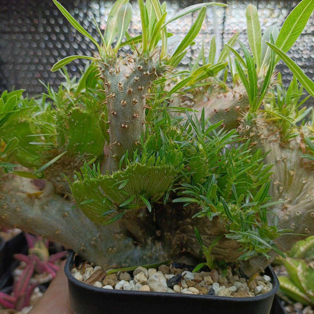 綴化　パキポディウム　グラキリス　特大　良型