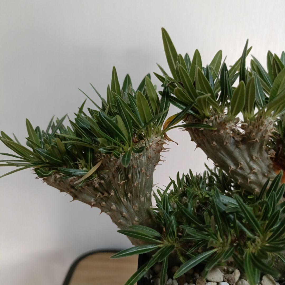 綴化　パキポディウム　グラキリス　特大　良型