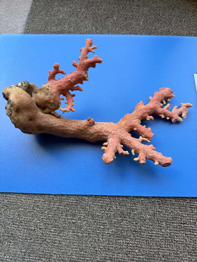 ピンクコーラル 置物 約30cm