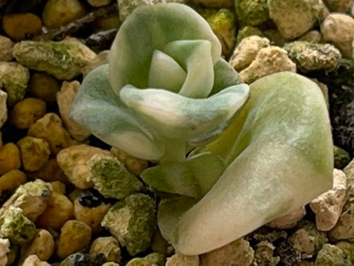 ❤️専用出品❤️ラブリーローズ錦　　　　　　　　　❤️可愛くなる予感①❤️