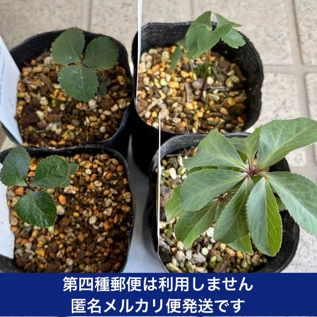 原種　クリスマスローズ 苗　クリロー　希少　クリスマスローズ