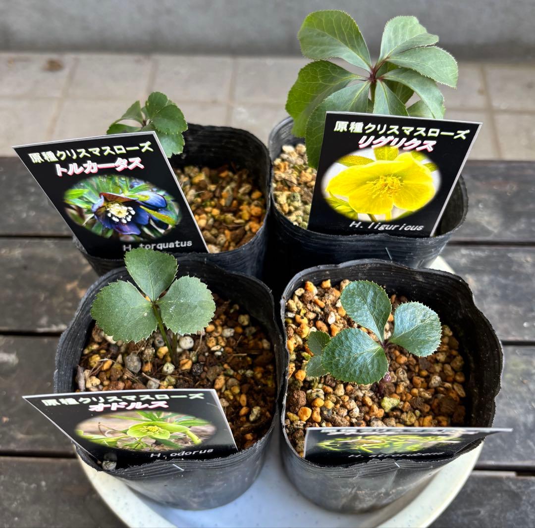 原種　クリスマスローズ 苗　クリロー　希少　クリスマスローズ