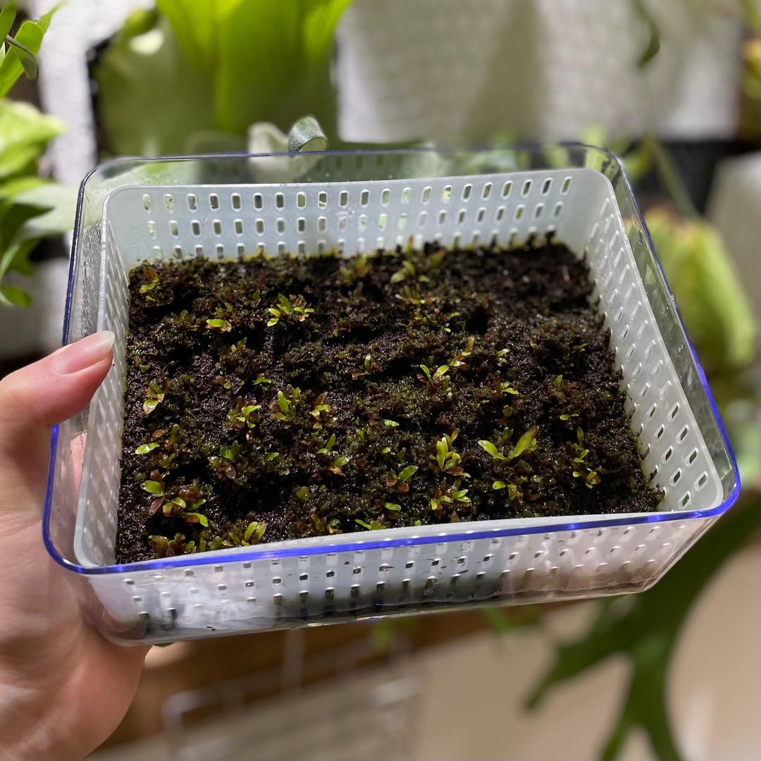 ビカクシダ　P.willinckii 'OMG' 前葉体・胞子体