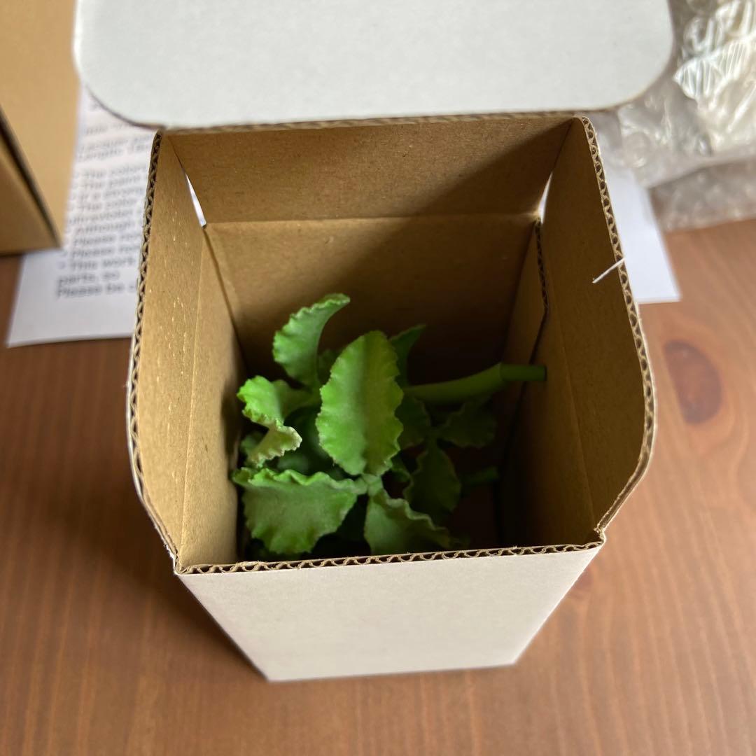 【 ozwrt 】 TheCaudexMan CyphostemMan