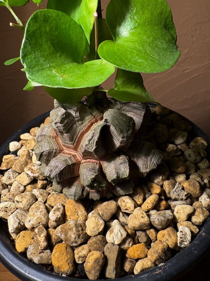 【丸型良型】アフリカ亀甲竜　実生 幅7.5cm 将来有望