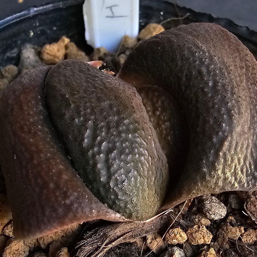 メルカリ便発送&ロウルサンコさんラベル付き☆ガステリア 臥牛十兵衛