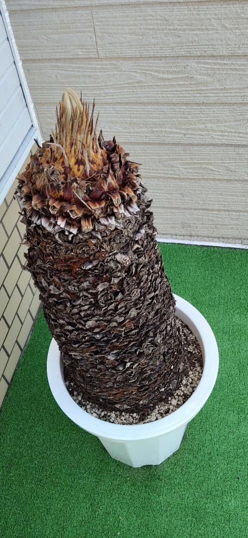 ソテツ 10号プラ鉢 高さ(鉢底から)75cm 極太