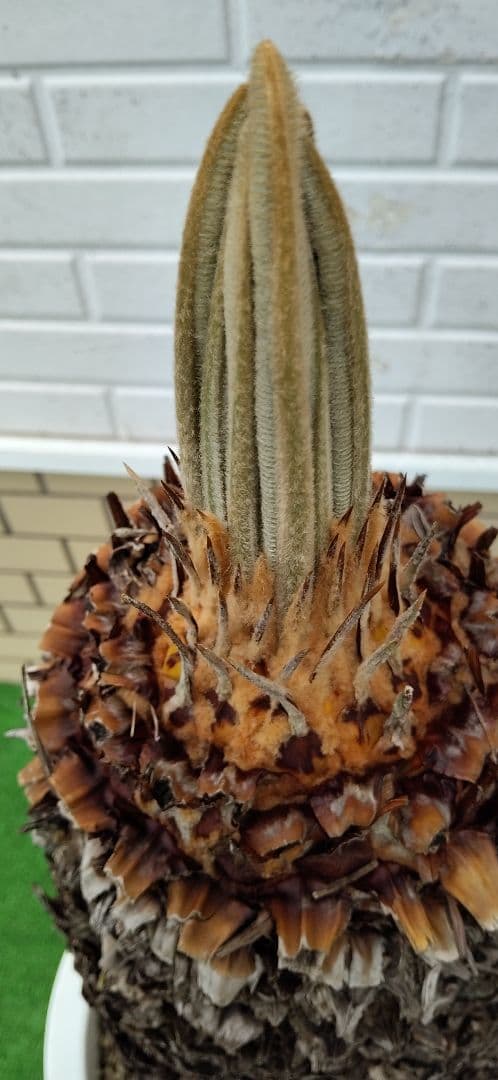 ソテツ 10号プラ鉢 高さ(鉢底から)75cm 極太