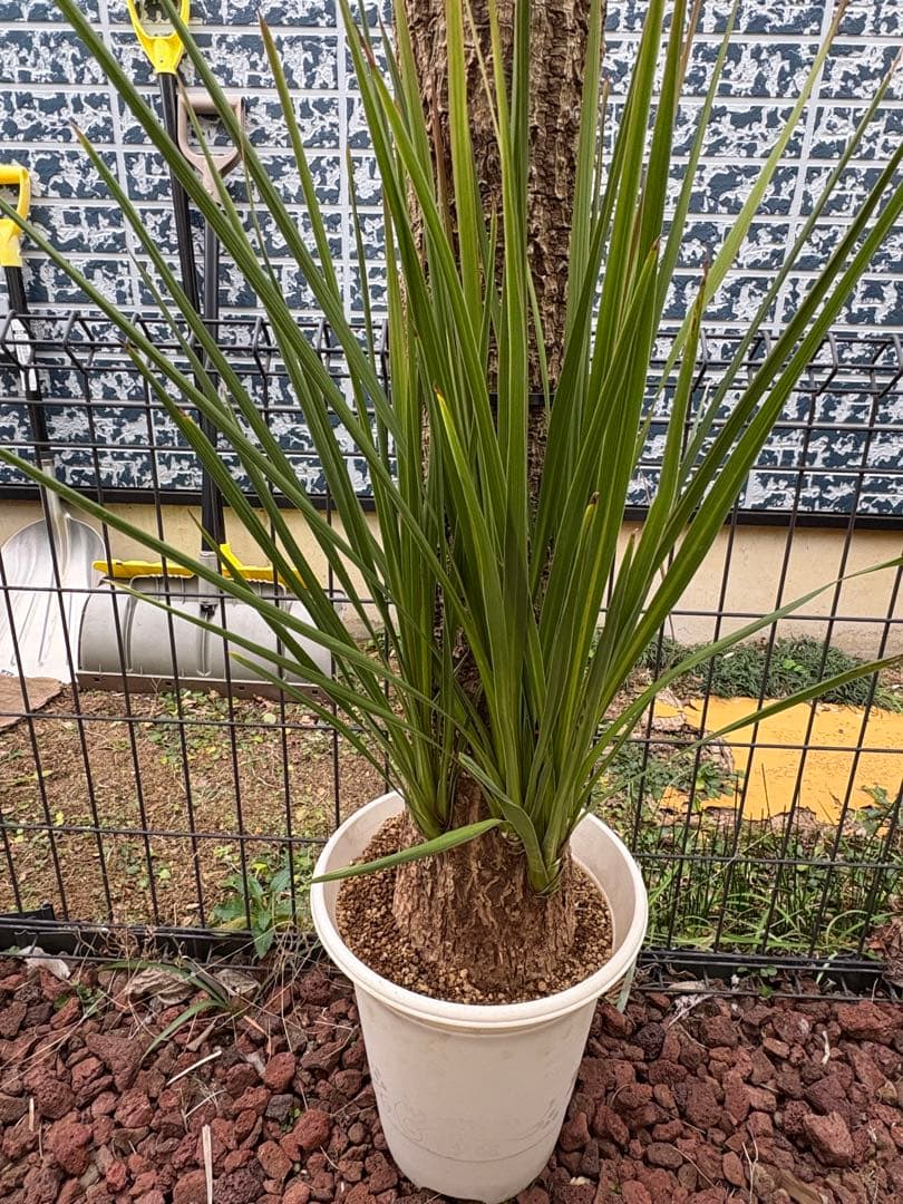 ニオイシュロラン　ドラセナ　切り株　ヒコバエ　価格応談致します　引き取り限定