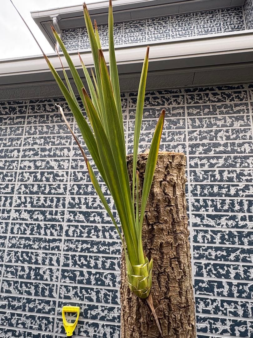 ニオイシュロラン　ドラセナ　切り株　ヒコバエ　価格応談致します　引き取り限定