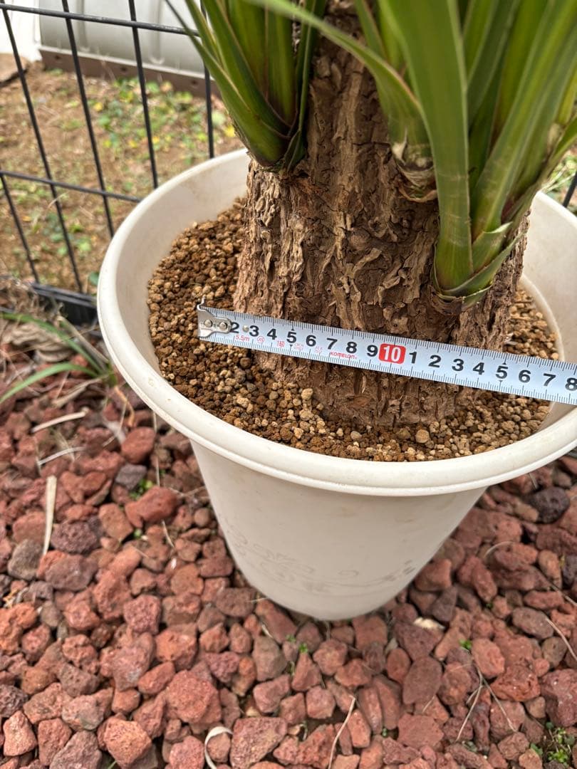 ニオイシュロラン　ドラセナ　切り株　ヒコバエ　価格応談致します　引き取り限定