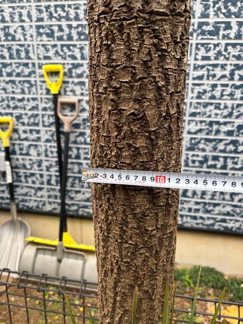 ニオイシュロラン　ドラセナ　切り株　ヒコバエ　価格応談致します　引き取り限定