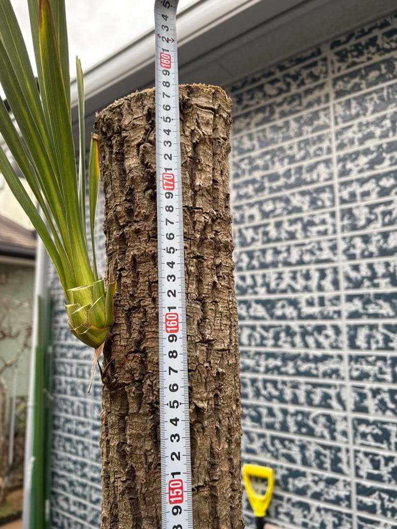 ニオイシュロラン　ドラセナ　切り株　ヒコバエ　価格応談致します　引き取り限定