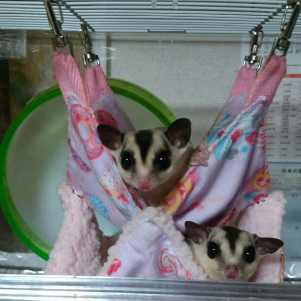 モモンガハウス(水彩花)暖かプードルボアに丈夫な綿麻キャンパス生地❗