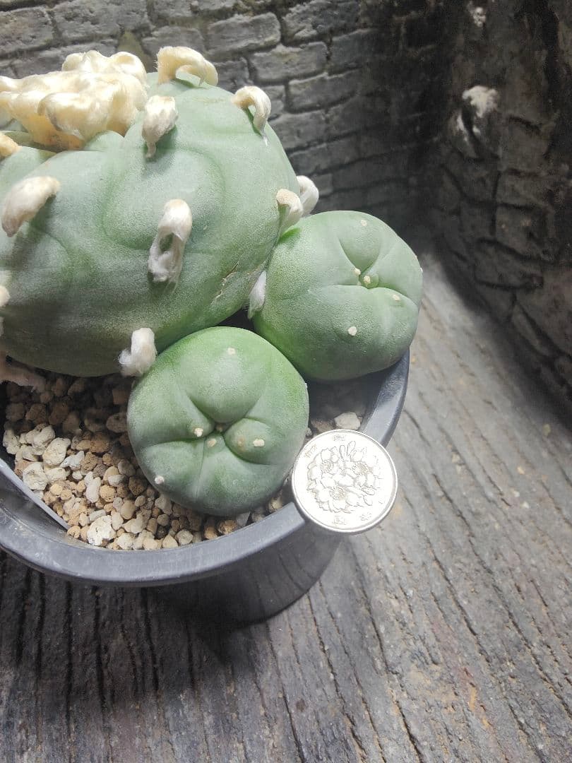 サボテン　坂井翠冠玉　J64