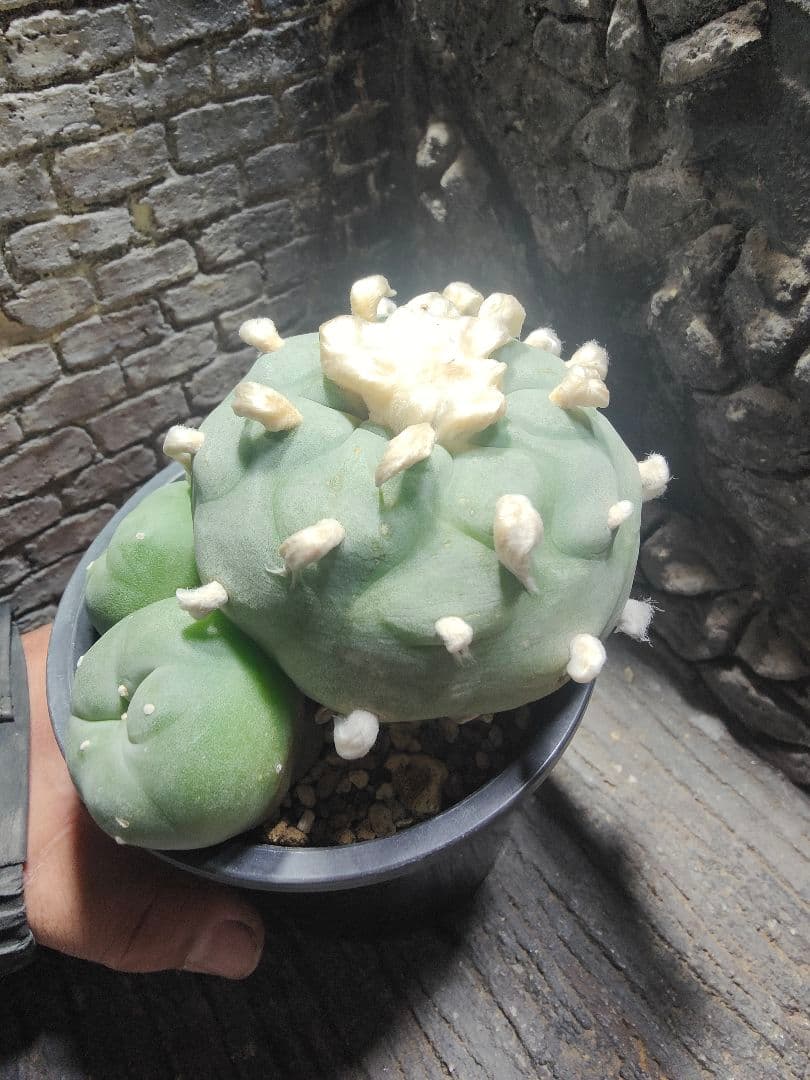 サボテン　坂井翠冠玉　J64