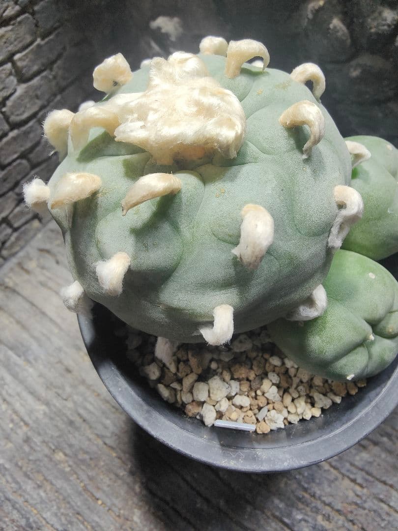 サボテン　坂井翠冠玉　J64