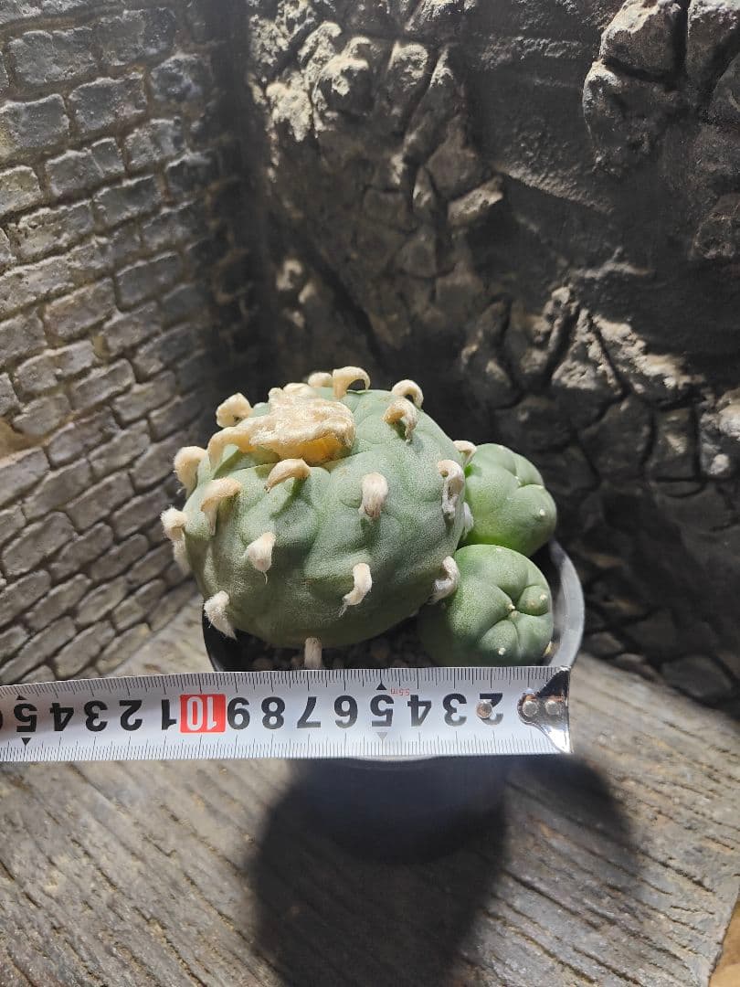 サボテン　坂井翠冠玉　J64