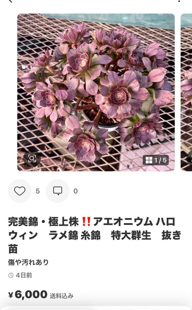 確認専用出品‼️アエオニウム　雨荷（2代） 法師錦　カット苗　ハロウィン　抜き苗