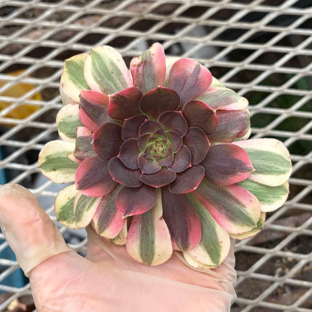 確認専用出品‼️アエオニウム　雨荷（2代） 法師錦　カット苗　ハロウィン　抜き苗