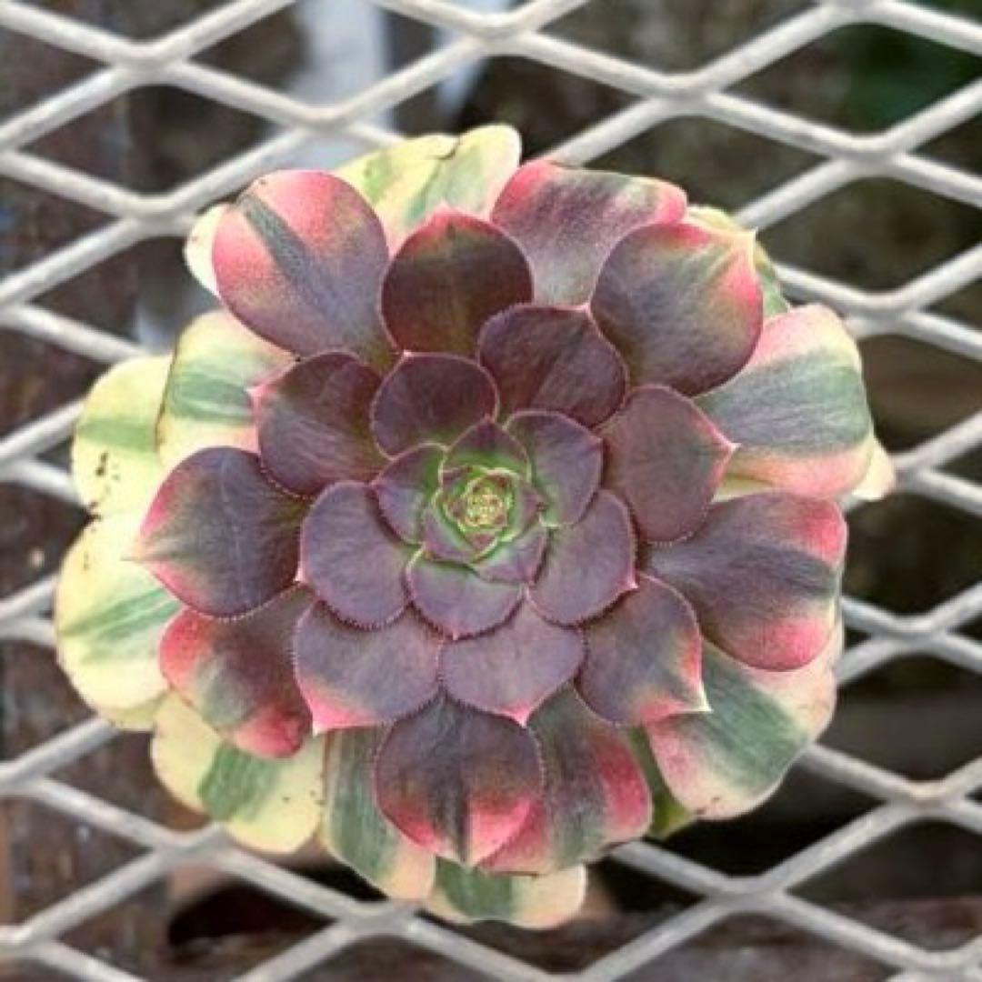 確認専用出品‼️アエオニウム　雨荷（2代） 法師錦　カット苗　ハロウィン　抜き苗