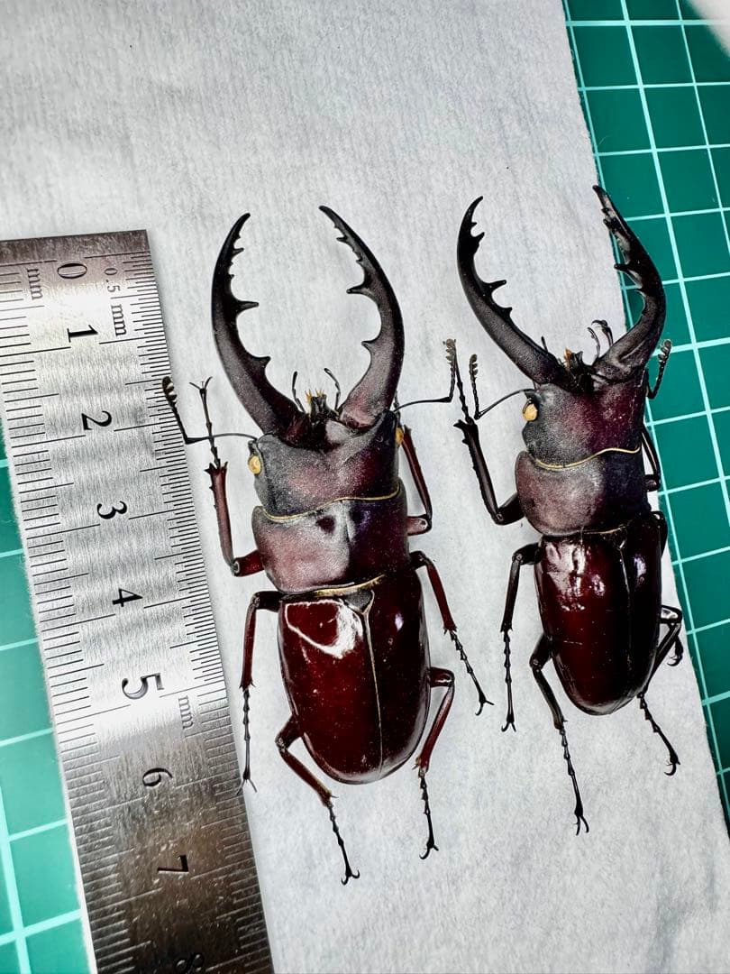 オキナワノコギリ トクノシマノコギリ 野外標本