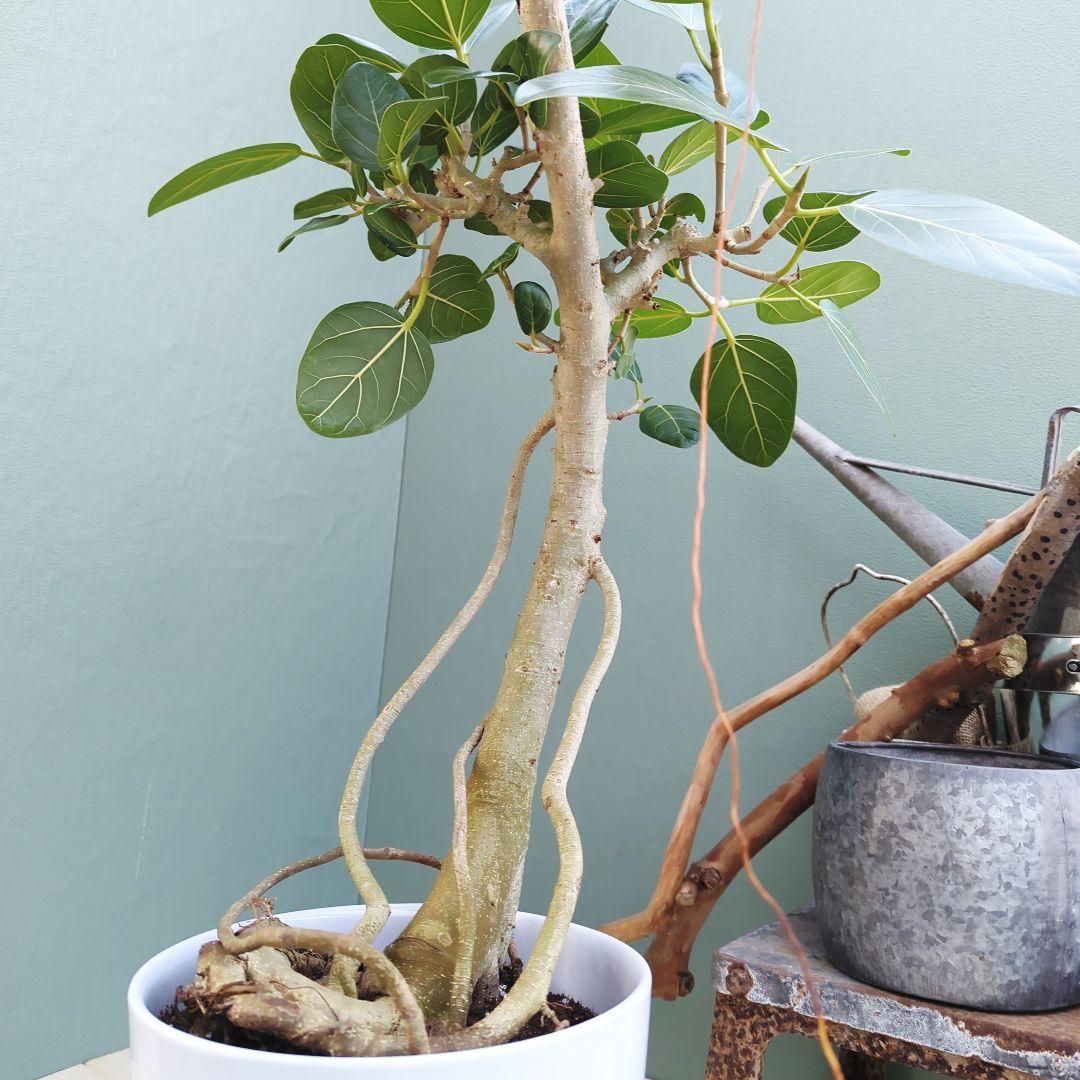 フィカス (現品) ベンガレンシス曲がり 根上り おしゃれ ８号