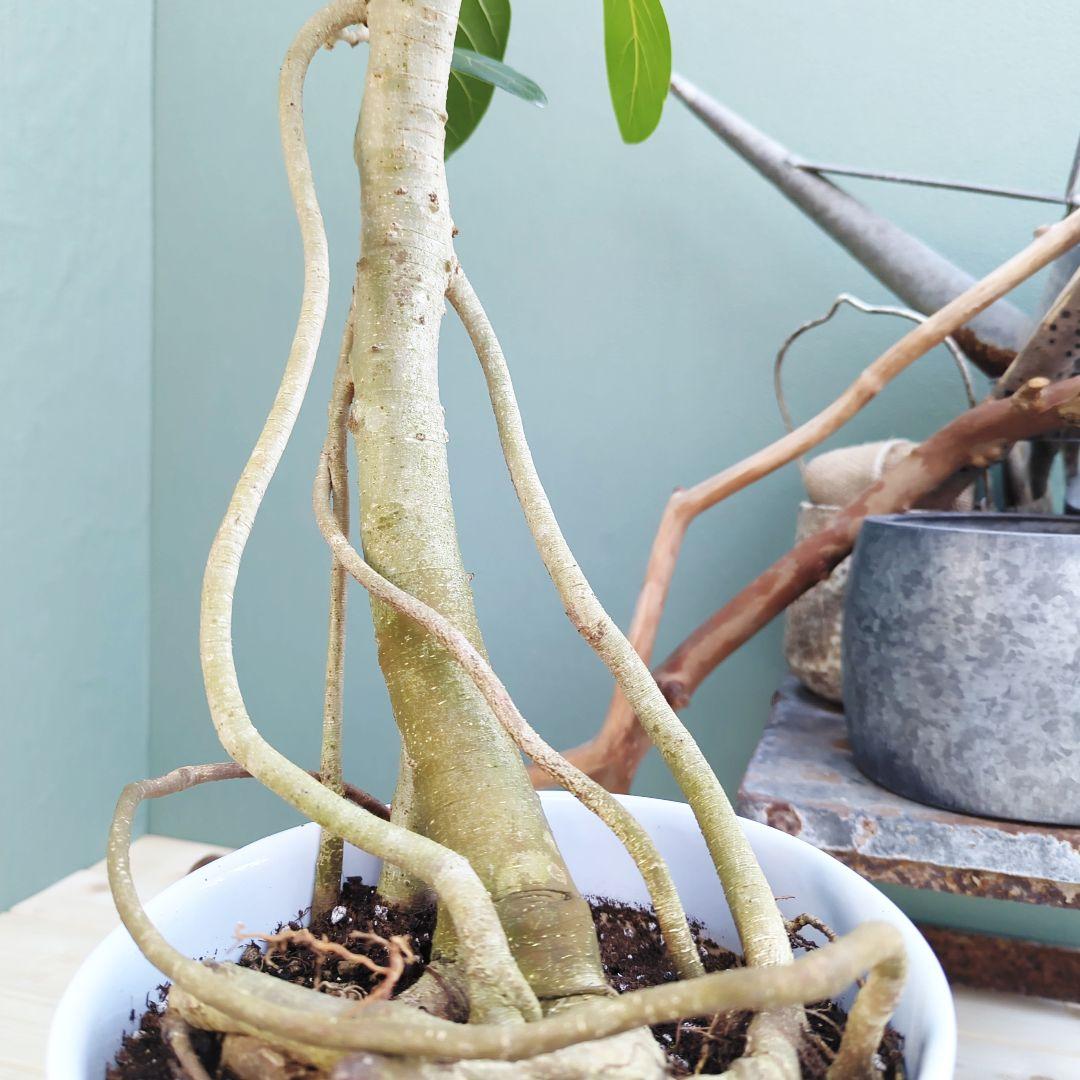 フィカス (現品) ベンガレンシス曲がり 根上り おしゃれ ８号