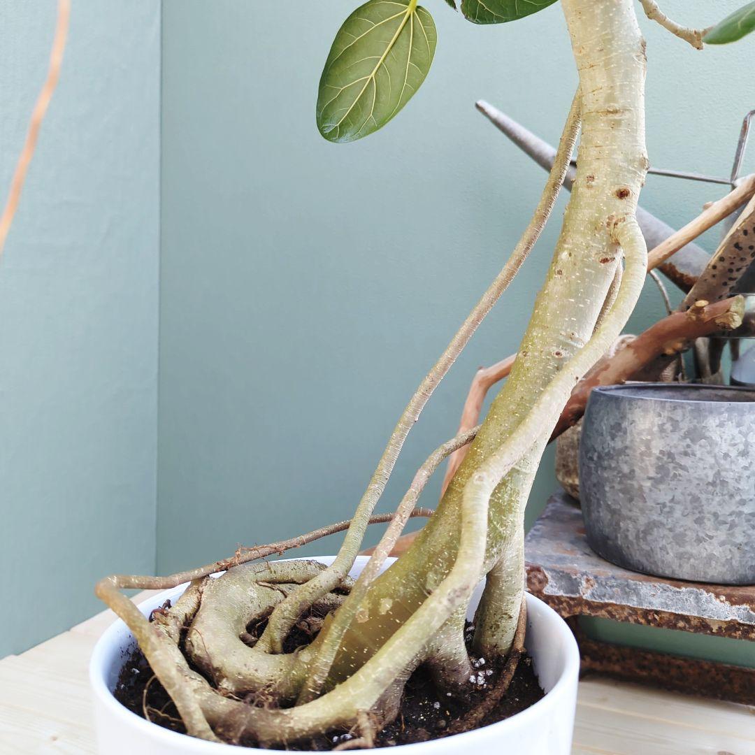 フィカス (現品) ベンガレンシス曲がり 根上り おしゃれ ８号