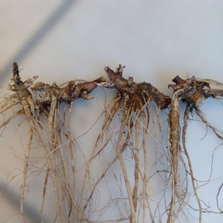 ご確認用　トキンバラ２芽