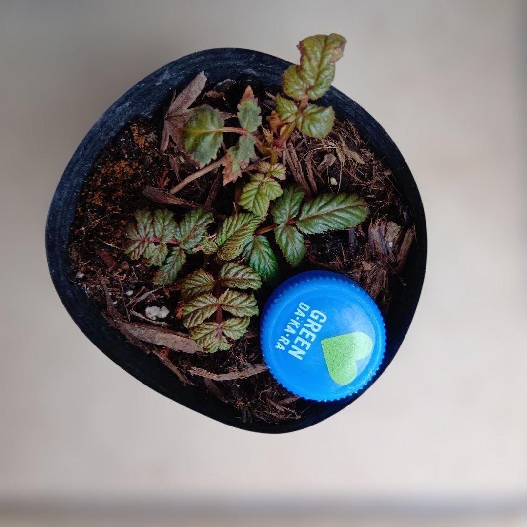 ご確認用　トキンバラ２芽