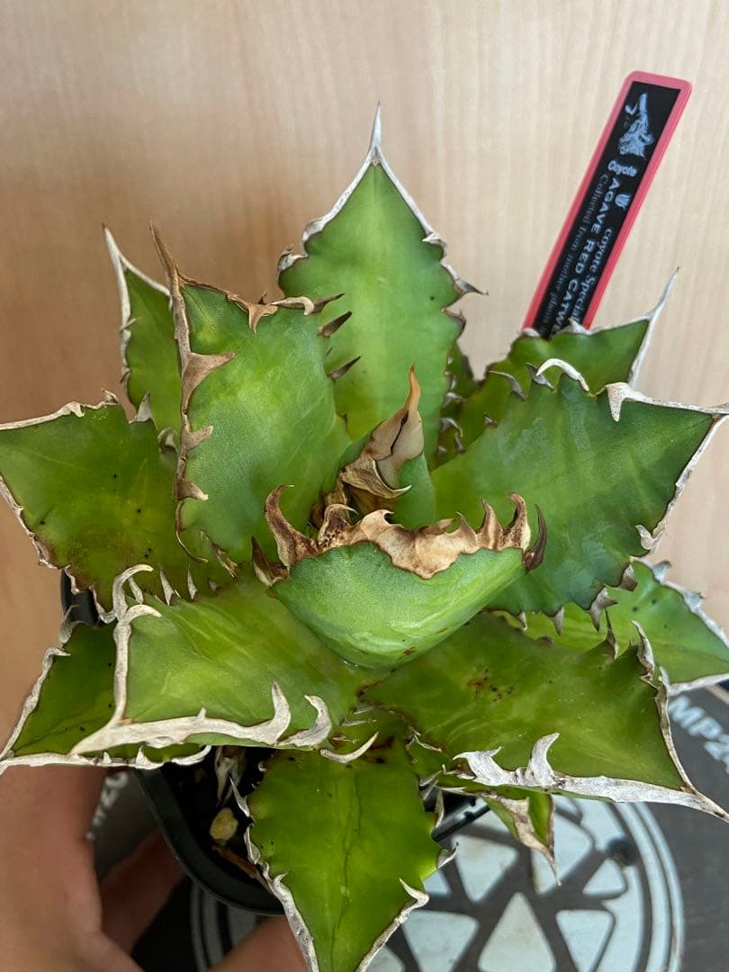 レッドキャットウィーズル　coyote アガベ　チタノタ　ゴリ猫